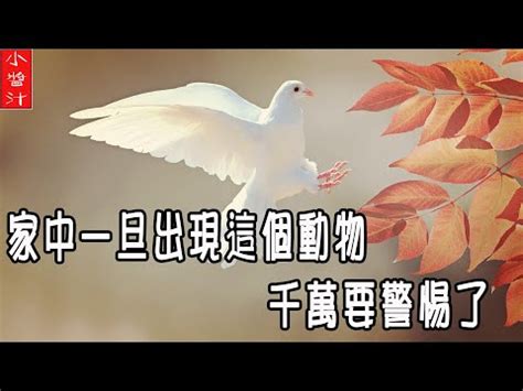 死鳥風水|陽台死鳥：風水攻略